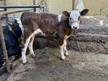 Коровы, быки: Продаю | Тёлка, Музоо, торпок | Симментальская, Монбельярд, Айрширская | Для разведения, Для молока