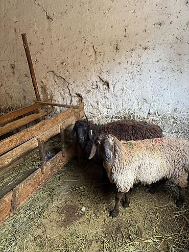 Продам с/х животных: Продаю | Овца (самка) | Для разведения — 4