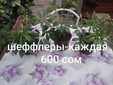 Другие комнатные растения: Комнатные растения 1) Сансевиерия (сансевьера, «тещин язык») - — 4