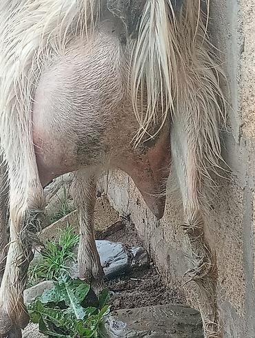 ördək balası və cücə: Super 1ci qarına super sanen keçi damazlıqa yararlı — 5
