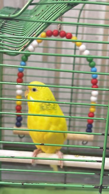 heyvanlarin satisi: Dişi papuqay + qəfəs + yuva + yelləncək birlikdə satılır 🐦🏠 Çox gözəl — 6