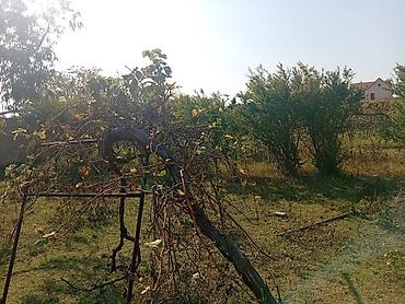 12 sot, Tikinti, Mülkiyyətçi, Kupça (Çıxarış) lalafo.az -da 12 sot, Tikinti, Mülkiyyətçi, Kupça (Çıxarış)