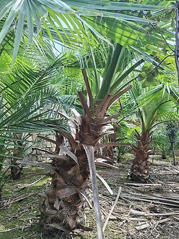 Çöl bitkiləri: Ağac, gullerin satişi — 5