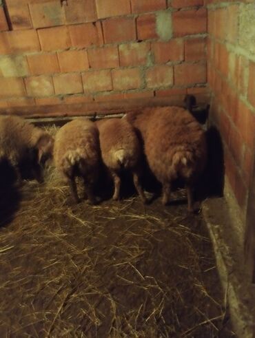 Quzu: 7disi 1erket 270 manat reyal alıcıya endirim olacaq .Fikri ciddi olan — 11