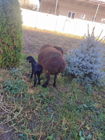 дойный коза: Продаю | Овца (самка) | Для разведения | Матка