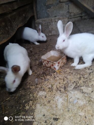 Dovşanlar: Ağ rəngli ev dovşanları – bir neçə fərqli fərd - Rəng: tam ağ — 9