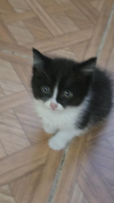 fermer kg: Котята в хорошие руки! Несколько малышей разной окраски: - черно-белые — 4