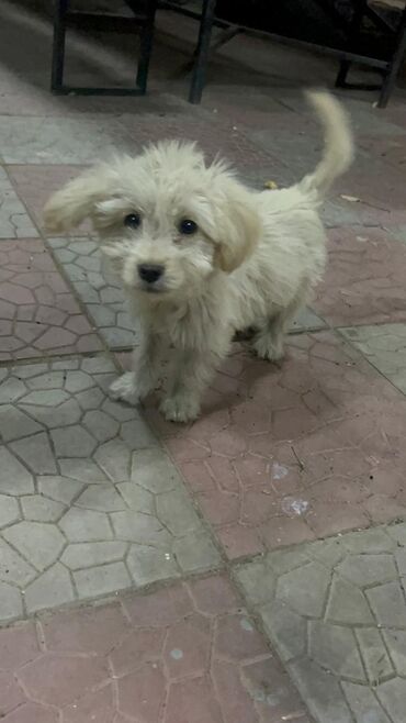 Продажа собак: 3 месяца, Самец — 8