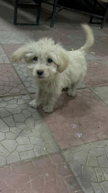 Продажа собак: 3 месяца, Самка — 5