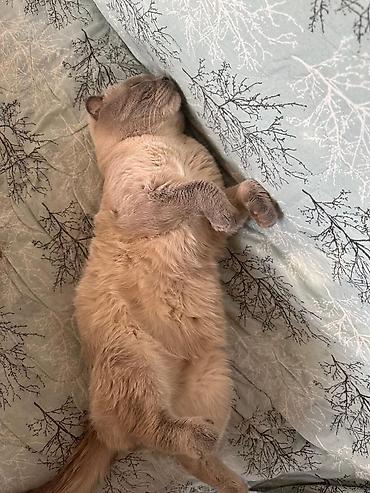 говорящий попугай жако: Шотландская вислоухая кошка (Scottish Fold) Отдам в заботливые руки! - — 2