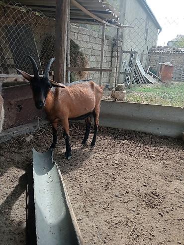 lalafo.az inəklər: Təcili satılır ciddi alıcılar əlaqə saxlasın 1 ci qarındır — 2