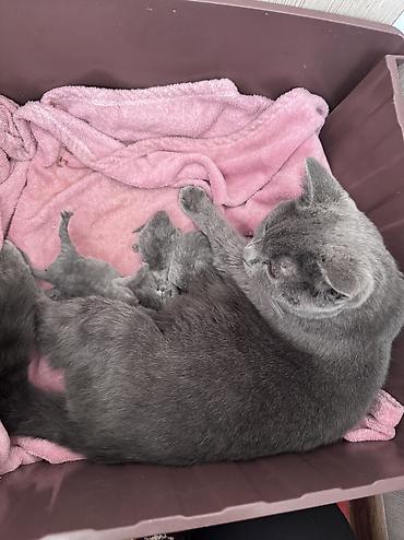кошки сиамская: Британская короткошёрстная, 2 года, Девочка, Серый, Приучена к лотку — 2