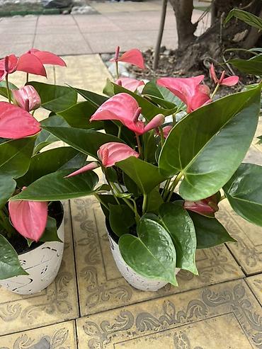 Каланхоэ: Комнатные цветы в горшках — готовые к украшению дома или офиса — 6