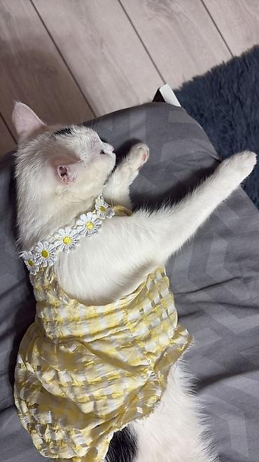 котик белый: Детское платье, цвет - Белый, Новый — 4
