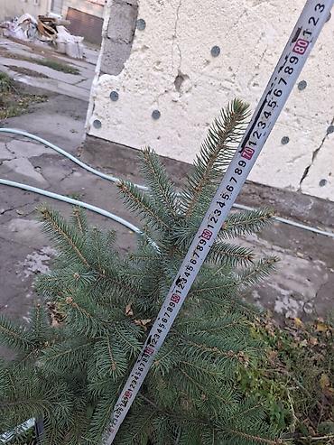 елка голубая: Ель голубая (Picea pungens) в контейнере или меняю телефон айфон — 6