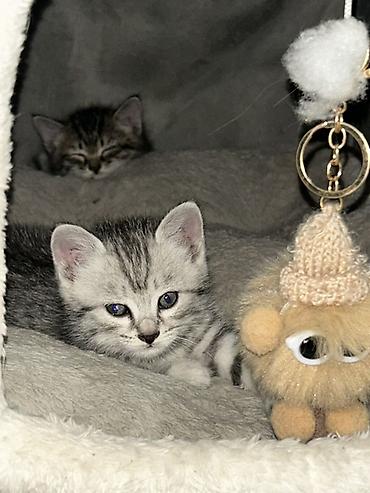 Мышыктар: Отдам в хорошие руки даром Котята серебристого окраса с тигровым — 3