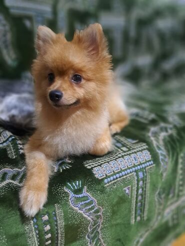 pomeranian spitz satisi: Шпиц, 1 год, Самец, С прививками, Платная доставка