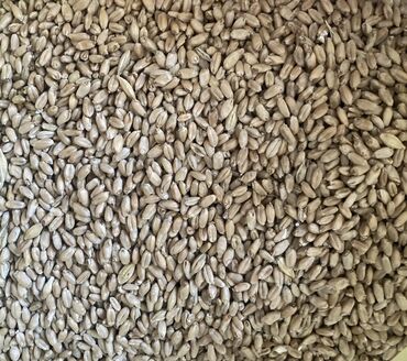 корм для домашних животных: Продается пшеница кормовая . Клейковина Натура Влаж Число падение