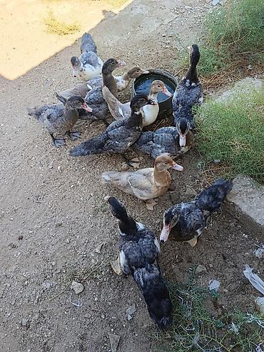col ordek: Muscovy ördəkləri (indo-ördək) – müxtəlif rənglərdə (tünd boz — 1