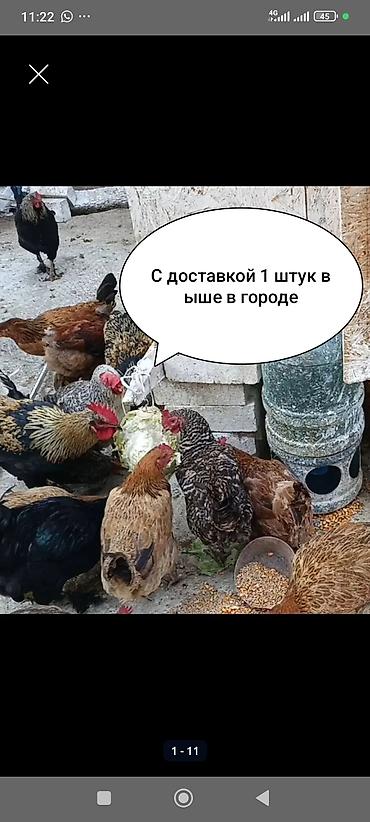 Продаю | Куры | Домашняя | Для разведения