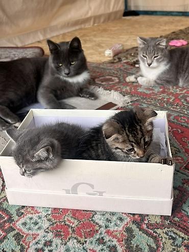 Продажа кошек: Котята серо-тигрового окраса - Пушистые малыши с мягкой короткой — 3