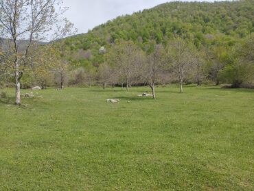 Çöl bitkiləri: Yaşıl otla örtülmüş, yamacın ətəyində yerləşən geniş açıq sahə. Ərazi — 2