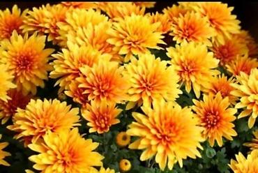 Seeds and seedlings: Hrizanteme – razne boje i oblici cveta - Vrste/boje: ružičasto-belo — 2