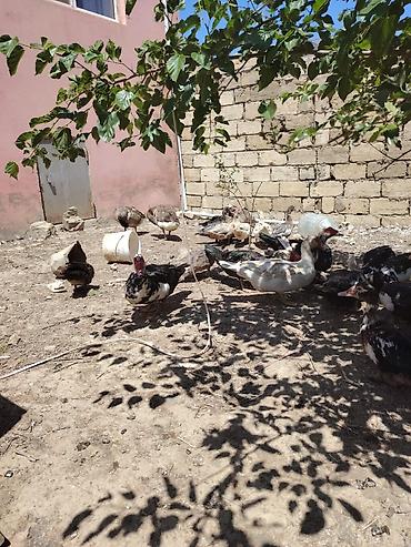 labrador satilir: Muscovy ördəkləri - Cins: Muscovy/ - Rənglər: qara-ağ,ağ. 6 7 — 3