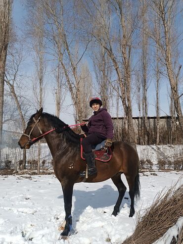 продам тюки: Сатам | Жылкы (эркек), Байтал | Дончак, Кара Жорго | Ат спорту | Асыл тукумдуу