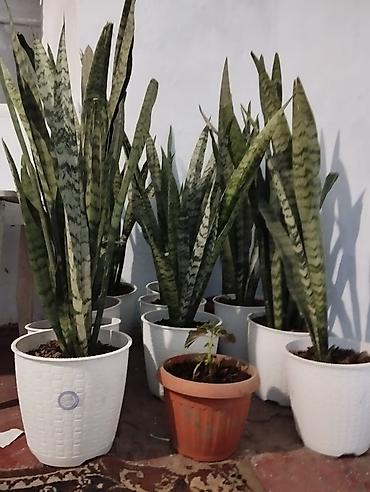 Драцены и Сансевиерии: Сансевиерия (Sansevieria, «щучий хвост», «тещин язык») в декоративных — 1