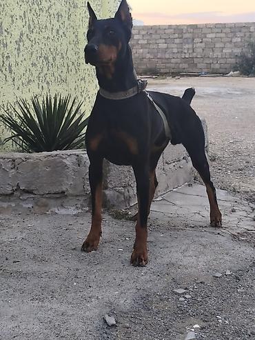 seksi it: Doberman — 2