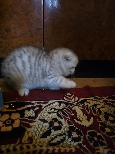 Pişiklər: Britan, Erkək, Dişi — 28