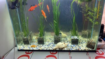 малек рыбы: Продается аквариум с рыбками