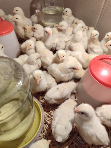 витамины для кур: Продаю | Цыплята | Леггорн | Несушки