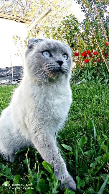 кошки вислоухие: Продаётся роскошная шотландская вислоухая кошка, осенью будет год