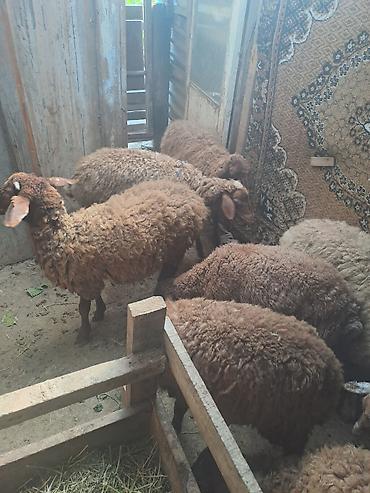 ana bala keci: 240 manat hər biri.Danışmaq üçün 0558627497 nömrəsinə yazın ya da zəng — 1