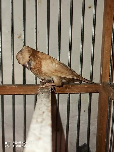 benqal pisiyi: Hazir bala vermiw cut amadinler bawi kekili ve benqal cutlerde var — 3