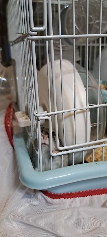 heyvan sikisi: Hamster üçün tam dəst qəfəs - Rəng: açıq mavi altlıq, ağ barmaqlıq - — 4