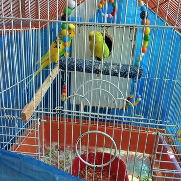 Akvariumlar: Papuqay erkey ve diwi qefesle 1likde sarilir.saglamdilar,erkey ele