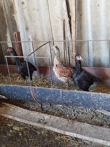 Куры, петухи: Продаю | Петух | Бойцовая | Для разведения — 10