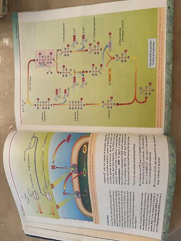 Книги и журналы: Məhsul: Sürat Scientific Books – Biology Series, “Biology 2” dərsliyi — 5