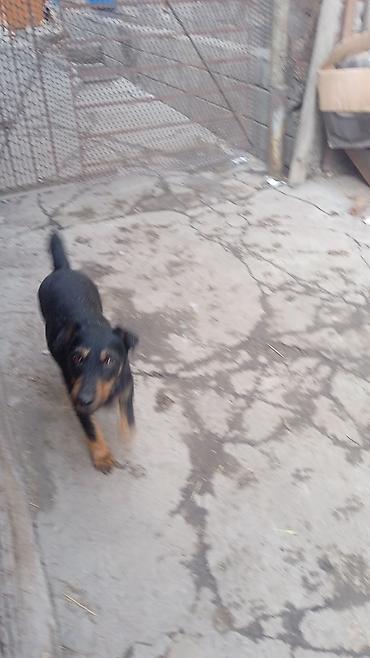 Продажа собак: Продаю щенков породы яктыръер возраст палтара месяца сука рабочая и at lalafo.kg — 6 Продажа собак: Продаю щенков породы яктыръер возраст палтара месяца сука рабочая и — 6