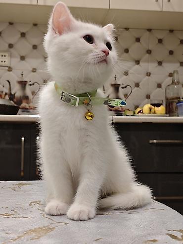 Pişiklər: Dişi -da lalafo.az — 3 Pişiklər: Dişi — 3