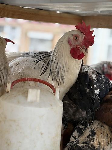 mal qara: Xoruz, il: 1, Pulsuz çatdırılma, Ödənişli çatdırılma, Rayonlara çatdırılma — 8