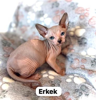 Котята сфинкс эльф.1 девочка 2 мальчика.котятам 3 месяца .кушают сухой lalafo.az -da — 4 Котята сфинкс эльф.1 девочка 2 мальчика.котятам 3 месяца .кушают сухой — 4