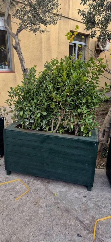 helba bitkisi faydaları: Bitkili dipçəkləri satıram - 16 ədəd Hazır restoran kafelər üçün yeni