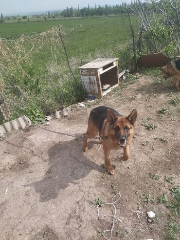 Продажа собак: Немецкая овчарка, 4 года, Самец, С родословной
