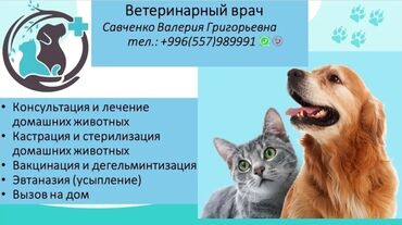 Услуги ветеринара: Ветеринарный врач на выезд!!!! Онлайн консультация (WhatsApp) Лечение