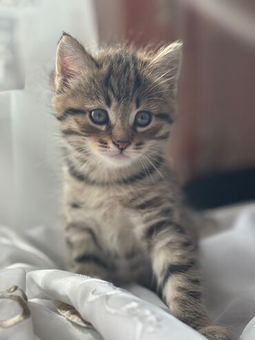 во сколько стерилизовать кошку: Кошка даром: Беспородная, 2 месяца, Мальчик, Приучена к лотку