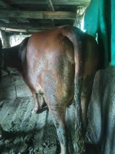 быки в канте: Продаю | Корова (самка) | Герефорд | На забой | Не стельные